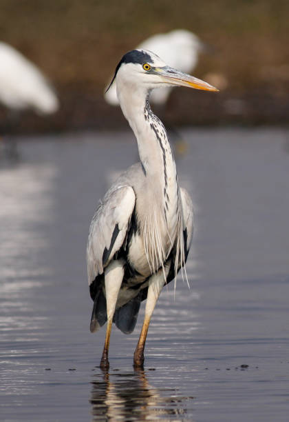istock Grey heron standing in shallow lake water. 2063962072