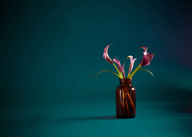 istock purple calla lily in vase on dark background 2063965843