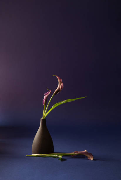 istock purple calla lily in vase on dark background 2063965859