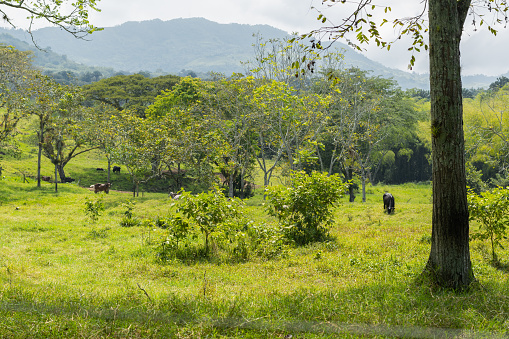 pasture with cows in a cattle ranch in the department of valle del cauca in colombia, green nature. rural area.