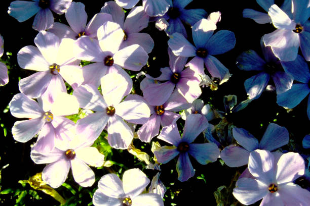 Field of Flowers