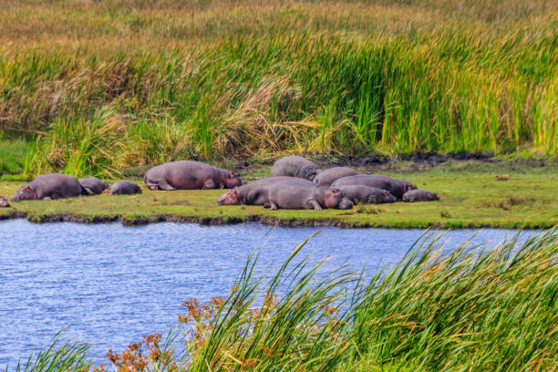 group of hippos (hippopotamus amphibius) laying on a lakeshore in ngorongoro crater national park, tanzania - lake volcano volcanic crater riverbank ストックフォトと画像