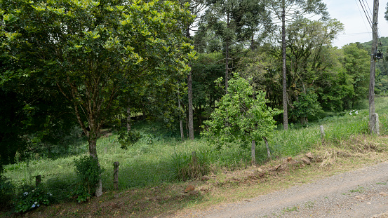 Road in a rural neighborhood with a large amount of native Brazilian vegetation