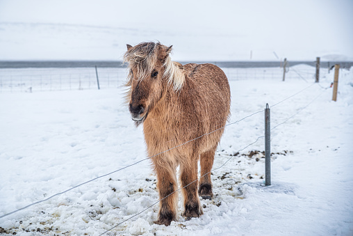 Brown and white Icelandic horse portrait in winter. Icelandic horse is a breed of horse developed in Iceland