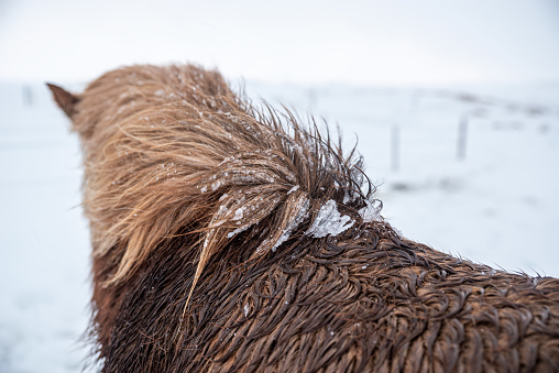 Detail of a brown Icelandic horse with frozen scalp due to low temperatures and snow. Iceland