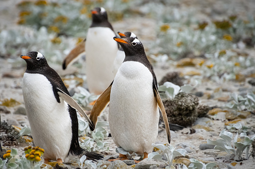 The gentoo penguin is easily recognised by the wide, white stripe extending like a bonnet across the top of its head and its bright orange-red bill. It has pale whitish-pink, webbed feet and a fairly long tail – the most prominent tail of all penguin species. Chicks have grey backs with white fronts. As the gentoo penguin waddles along on land, its tail sticks out behind, sweeping from side to side, hence the scientific name Pygoscelis, which means 