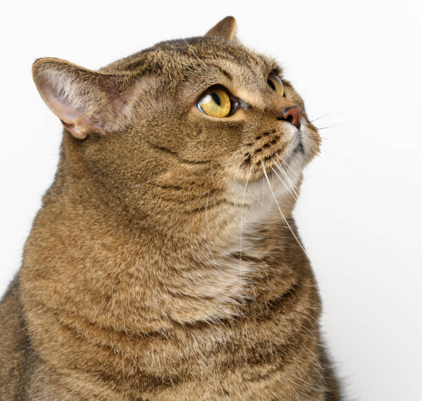 istock An adult gray cat sits on a white background 2064011436