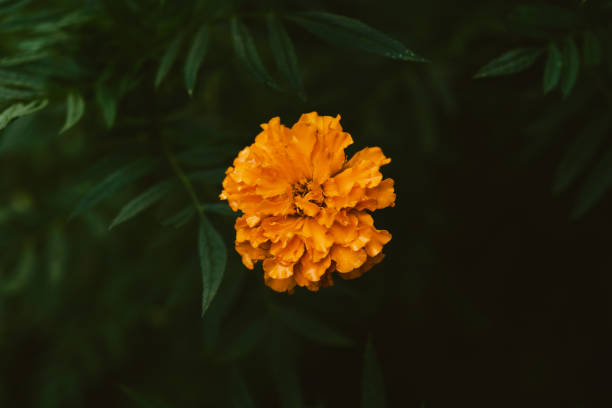 marigold flower
