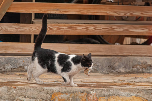 istock The cat takes the mouse in its mouth. 2064015202