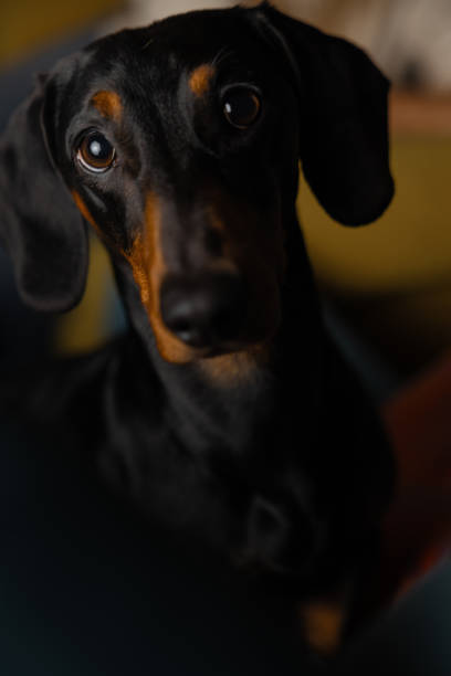 istock affectionate puppy dog at home, keeping humans company 2064018859