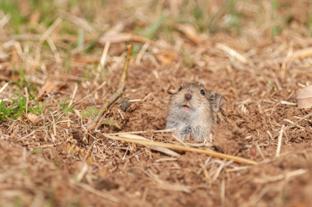 The field mouse is looking out of its burrow. Microtus levis