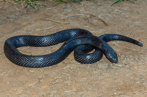 A shy Natal Black Snake (Macrelaps microlepidotus) on a warm summer's day in the wild