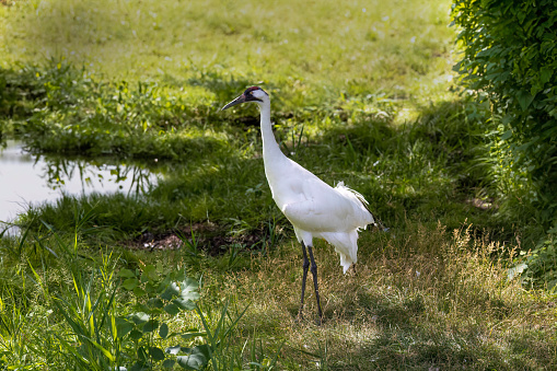 Whooping crane ( Grus Americana),beautiful cranes in north America.All the Whooping granes in the world is 757 pieces in year 2023