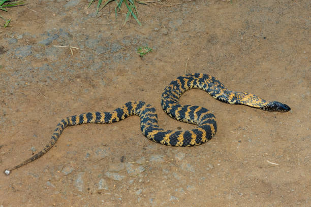 istock Rinkhals (Hemachatus haemachatus), also known as the ringhals or ring-necked spitting cobra 2064026187