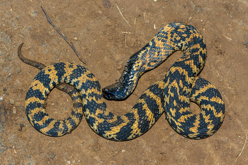 A beautiful banded rinkhals (Hemachatus haemachatus), also known as the ringhals or ring-necked spitting cobra, displaying its tactic to feign death when it feels threatened