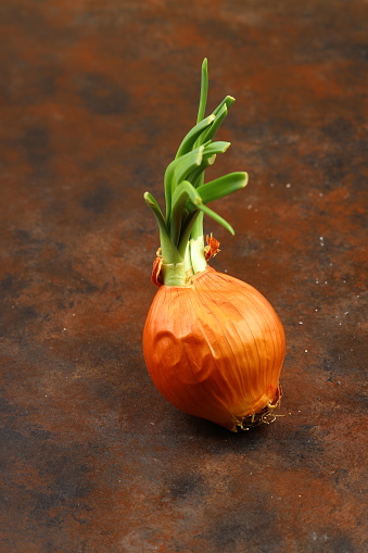 onions on a black background