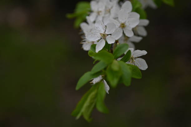 white cherry blossoms as background close up, spring white plum blossoms with leaves, spring background spring branches