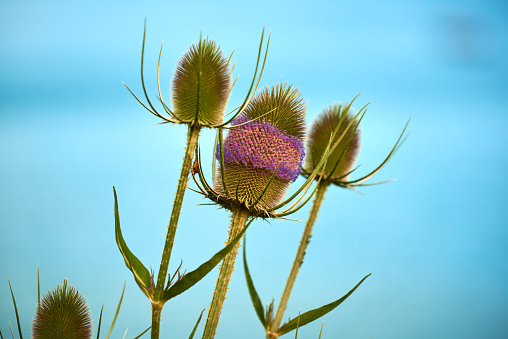 Dipsacus fullonum in Riaño, Leon Province, Spain