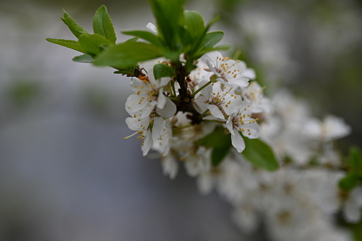 white cherry blossoms as background close up, spring white plum blossoms with leaves, spring background spring branches