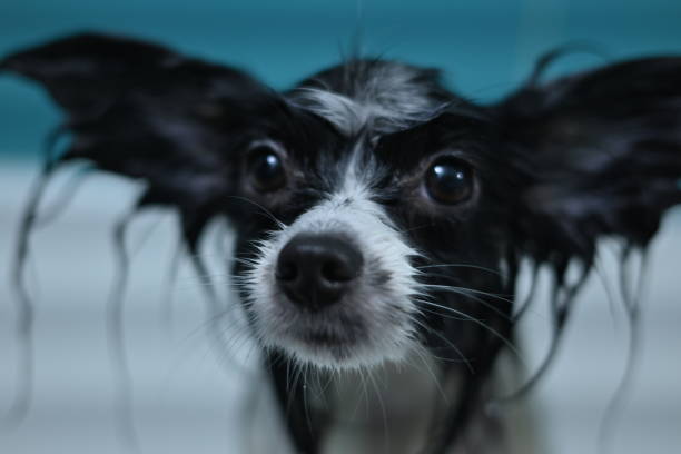 istock wet dog with big ears, a washed up papillon for a text 2064068630