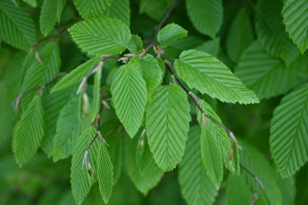 istock macro texture of a wood leaf , macro bright green leaf texture, leaf veins close-up 2064073996