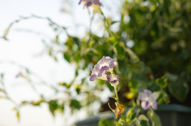 Blue flower blooming in garden