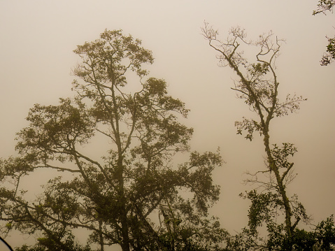 Two old alder trees in a heavy misty morning, in the eastern Andean mountains of  central Colombia.
