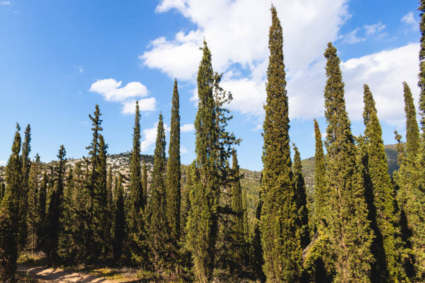 istock Hymettus mountain landscape, hiking in Athens, Hymettos mountain range panoramic beautiful view, Attica, Greece, in a summer sunny day, with Kaisariani aesthetic forest 2064100199