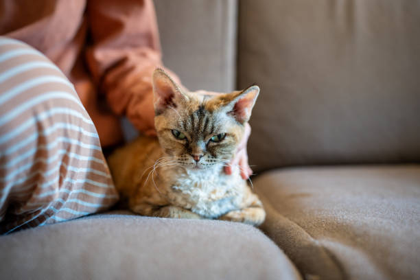 istock Pet owner hand stroking Devon rex gently while cat purring, relaxing and closing eyes of pleasure 2064101753