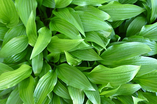 macro texture of a wood leaf , macro bright green leaf texture, leaf veins close-up