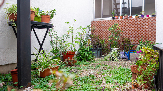 Close  view of a small modern house garden filled with different kinds of colorful potted plants next to a large kitchen window. Taken outdoor in a warm summer afternoon