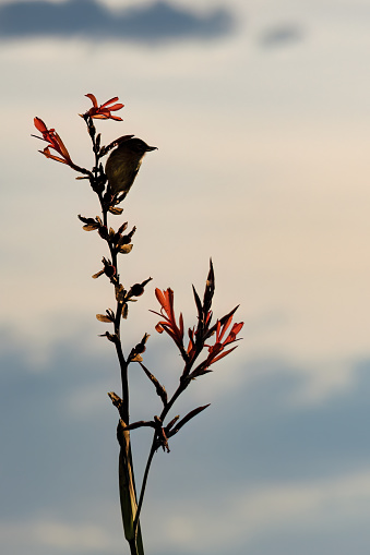 The  silhouette of a flowerpiercer on an Indian shot flower, against the sunset sky, in a farm in the eastern Andean mountains of central Colombia.