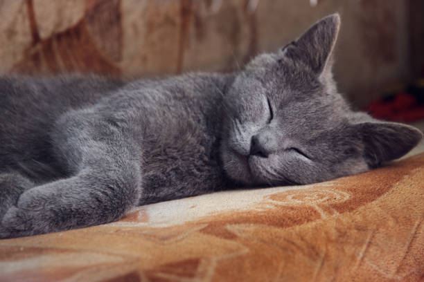 gray kitten sleeps on a British breed couch, indoors