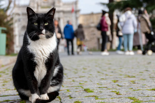 istock Big black and white cat looking at camera at square. 2064187112