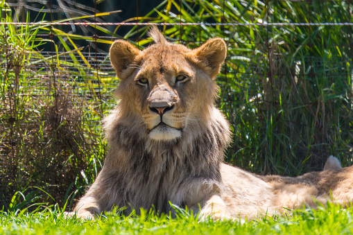A young lion around 4 years old named Phoenix at Mogo Wildlife Park