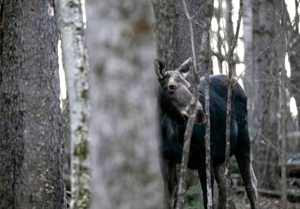 Wildlife Photography