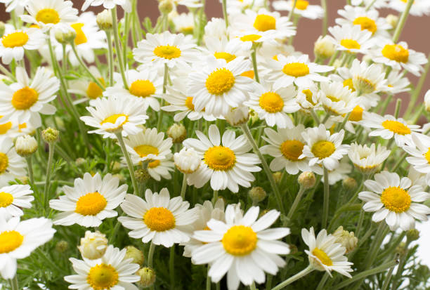 istock Camomile flowers as background, top view 2064255360