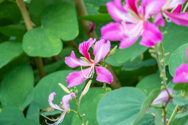istock Pink Bauhinia flower blooming on tree close up 2064281530