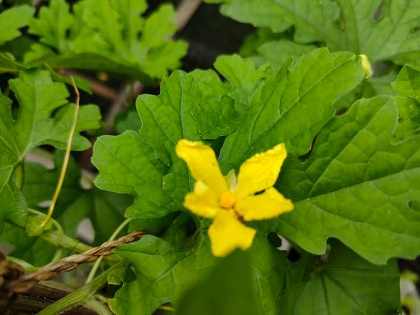 istock plant - bitter melon flower 2064303466
