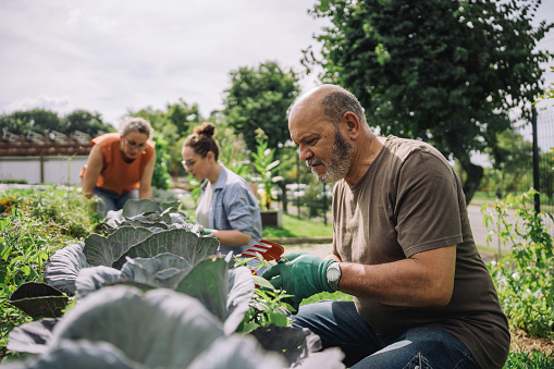 Group of friends taking care of community garden