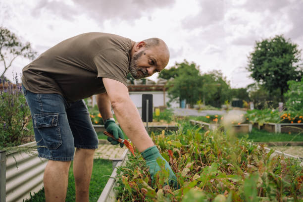 istock Senior man in community garden 2064308858
