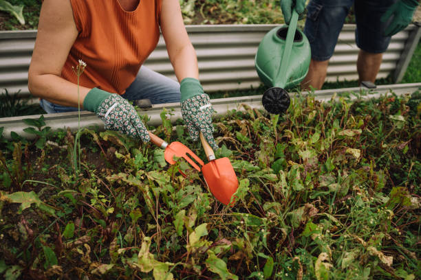 Women tending a community garden