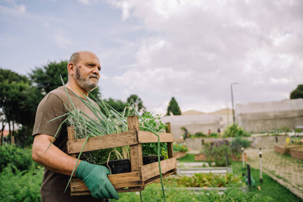 istock Senior man holding box and vegetables in community garden 2064310179