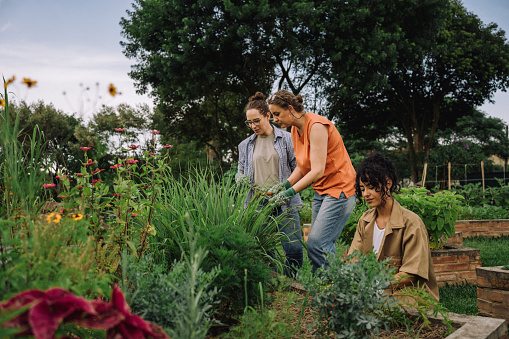 Women tending a community garden