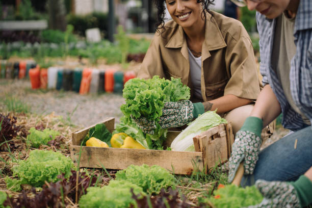 istock Women tending a community garden 2064312002