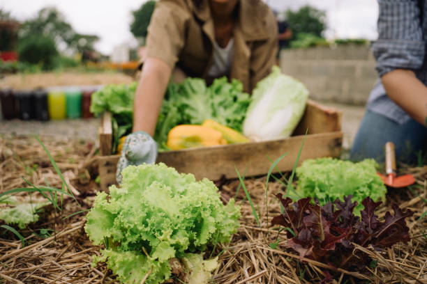 istock Women tending a community garden 2064312009