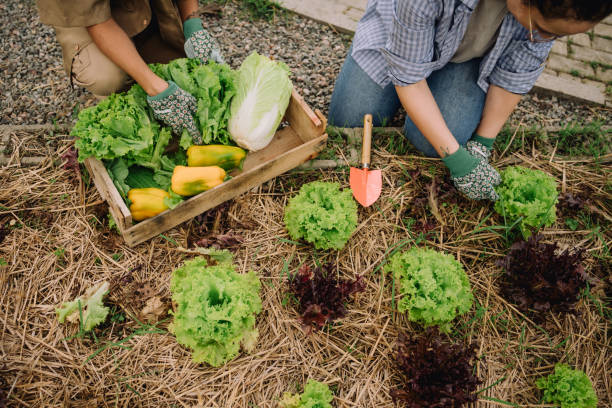istock Women tending a community garden 2064312010