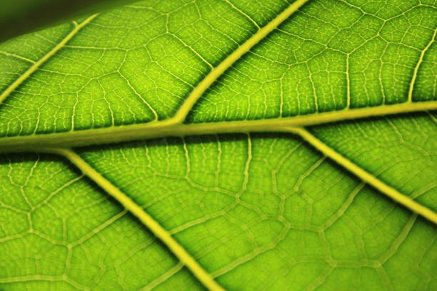 This is a close up shot of a fig tree leaf where you can see the veins and more details very well.