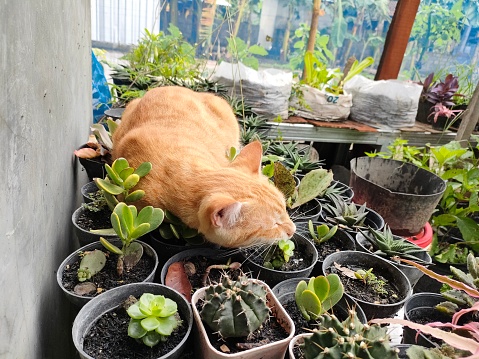 fat orange cat sleeping on a plant. This local breed of cat likes to sleep on the owner's plants. he uses the plants as a bed. This cat still sleeps soundly, even though the plants are damaged. too sleepy, the cat always yawns. then sleep showing his stomach