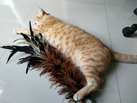 fat orange cat playing duster. The cat was very enthusiastic about playing with the feather duster. After getting tired of playing, the cat lay down while hugging the duster on its body. when he is asked to pick him up, he will get angry with his master.